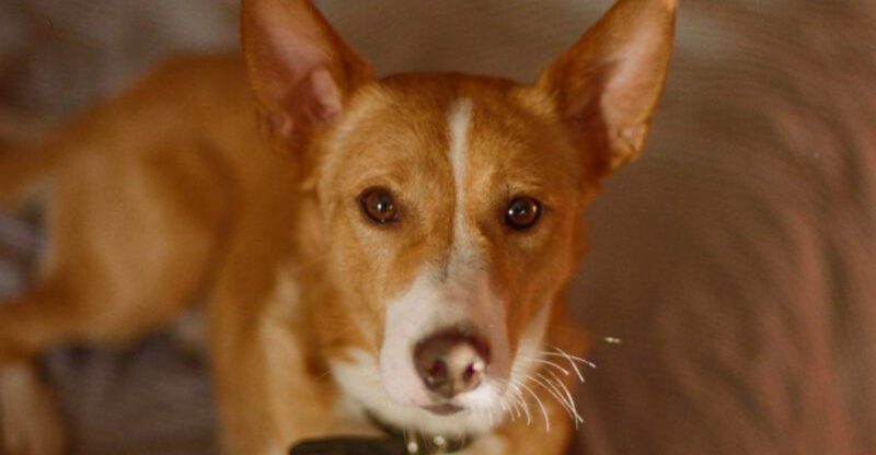 10 outgoing dog breeds that trust quickly plus 3 that take their time
