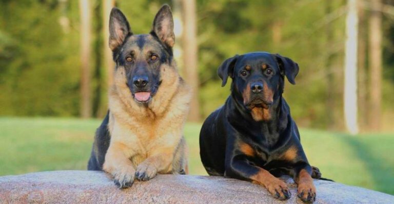 10 wonderful dogs that spend far too long waiting for a home plus 2 forgotten companions dog news