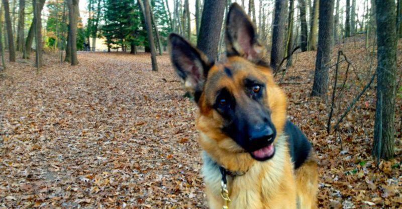 11 dependable guard dog breeds that dont overreact plus 3 trusted protectors