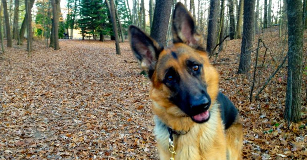 11 dependable guard dog breeds that dont overreact plus 3 trusted protectors