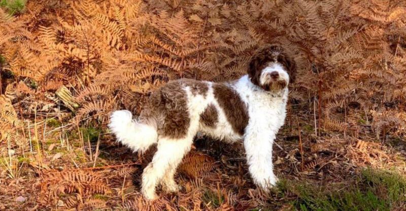 11 dog breeds many people think are hidden gems but really arent