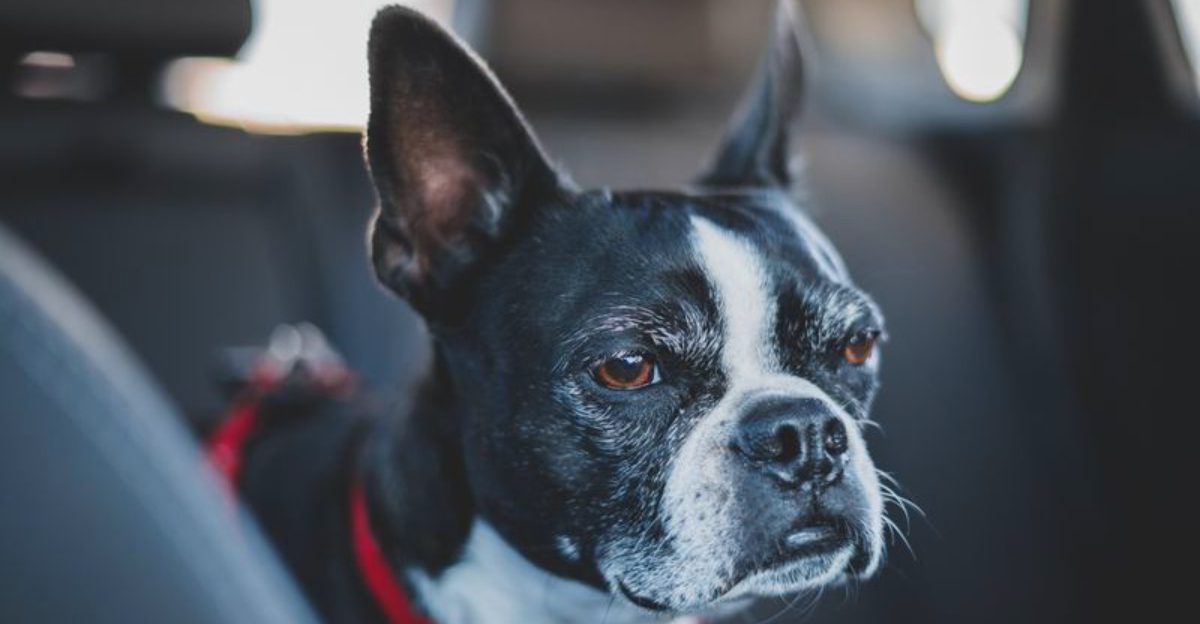 11 dog breeds that adapt better than most people give them credit for – plus 3 resilient companions