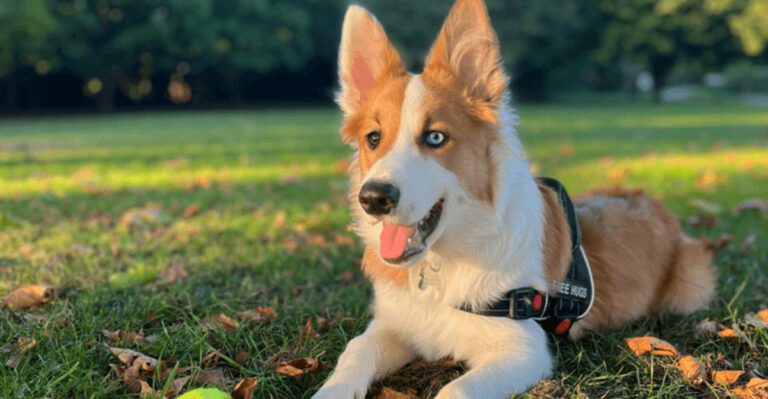 11 dog breeds that enjoy learning more than chasing toys plus 3 eager students dog news