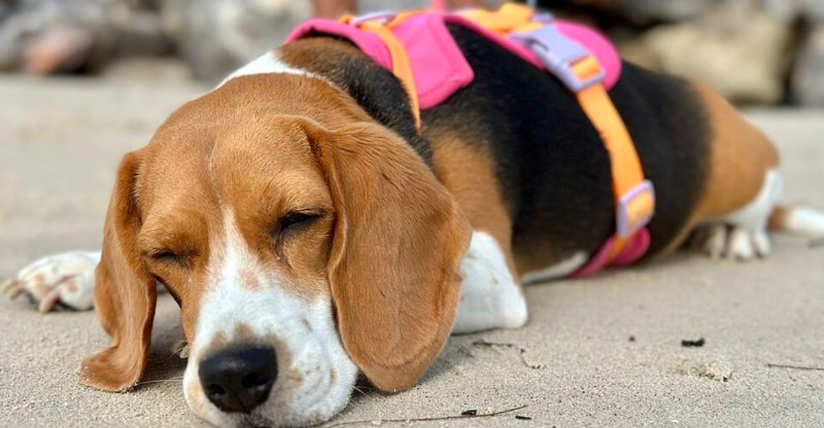 11 dog breeds that make indoor scent games surprisingly exciting plus 2 clever problem solvers