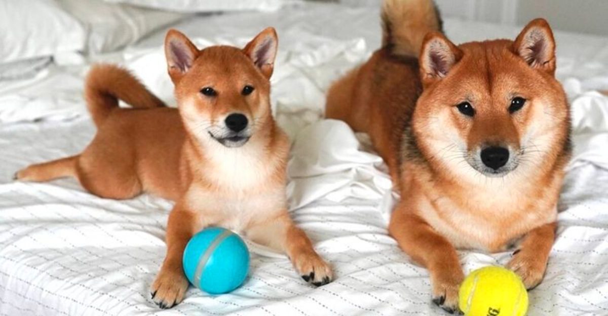11 dog breeds that mask discomfort surprisingly well plus 3 that need patient owners