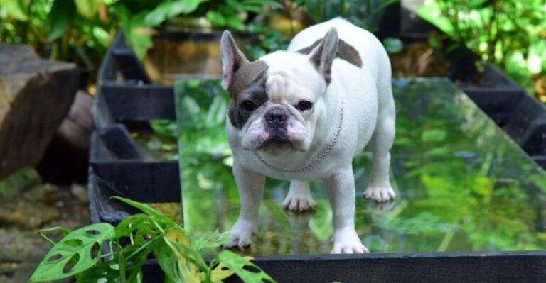 11 dog breeds that mature earlier than many owners realize – plus 3 late bloomers dog news