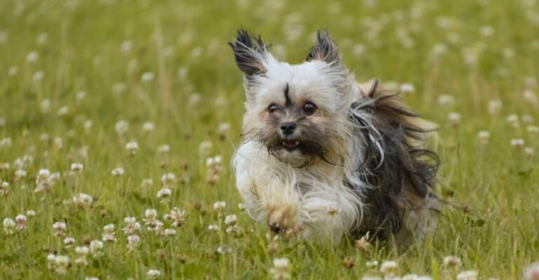 11 dog breeds that quietly read your emotions – plus 3 that always seem to know when you need them dog news