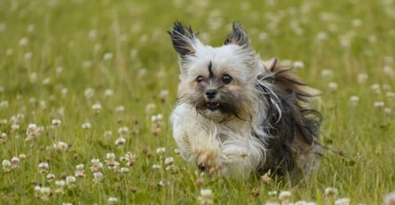 11 dog breeds that quietly read your emotions – plus 3 that always seem to know when you need them