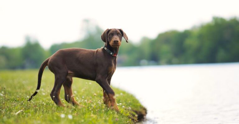 11 dog breeds whose personalities continue to unfold over time plus 3 that mature beautifully dog news