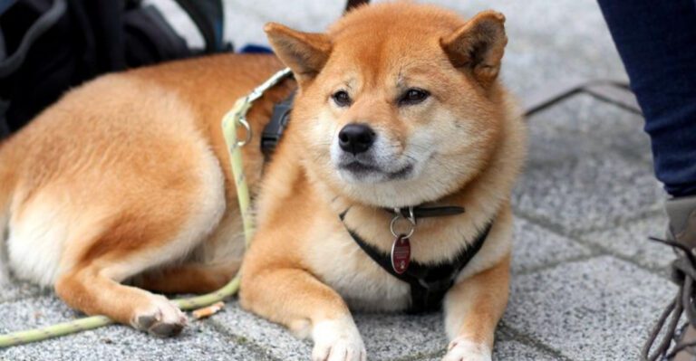 11 independent dog breeds that train differently plus 3 that respond best once they trust you dog news