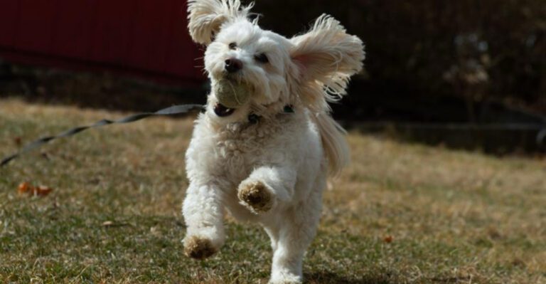 11 signs your dog needs clearer routines not longer walks Plus 3 overlooked clues dog news