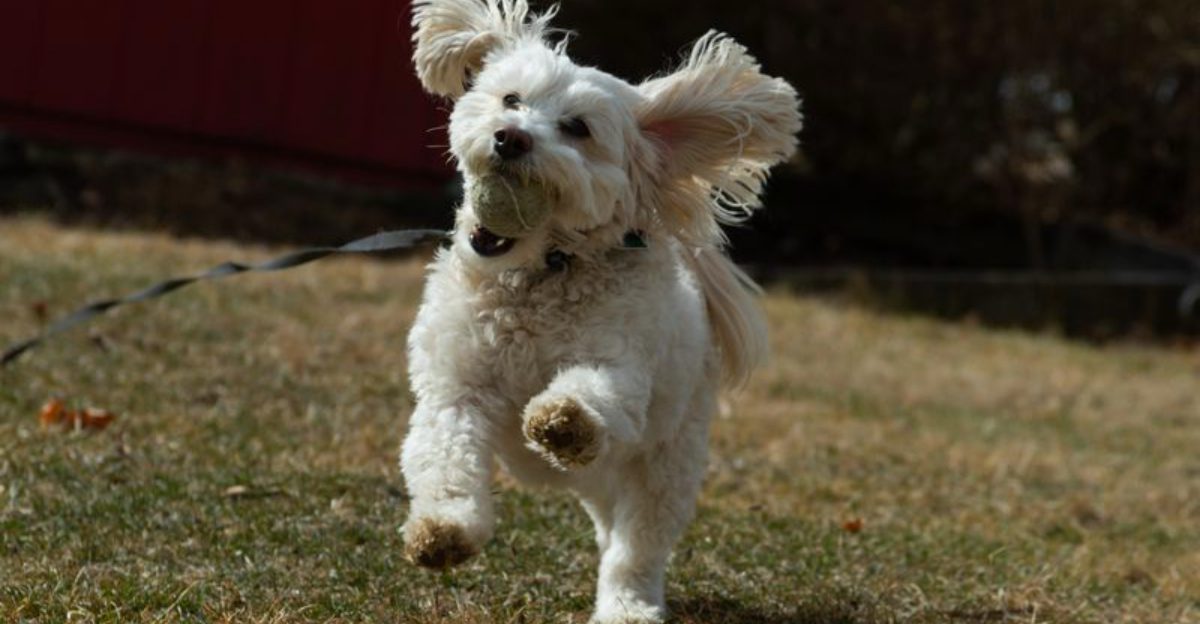 11 signs your dog needs clearer routines not longer walks Plus 3 overlooked clues