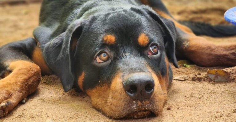 11 subtle behaviors dogs often show when they dont feel completely secure at home Plus 3 quiet warning signs dog news