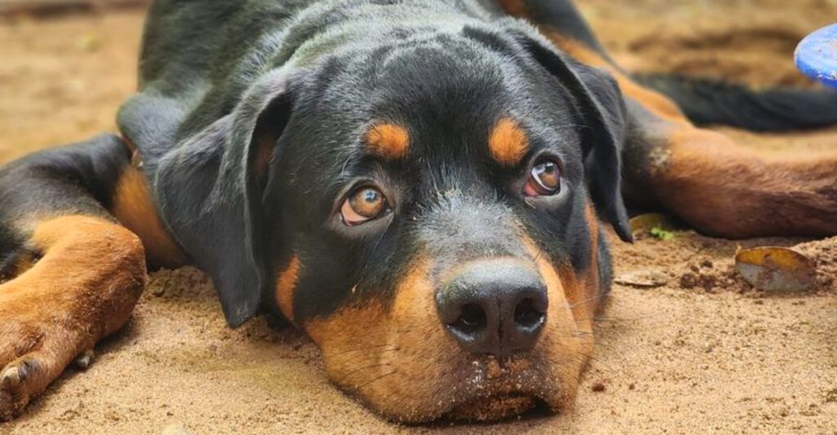 11 subtle behaviors dogs often show when they dont feel completely secure at home Plus 3 quiet warning signs