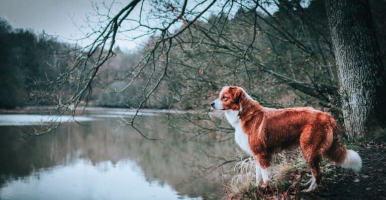 12 dog breeds that copy what works whether its helpful or not plus 3 quick learners dog news