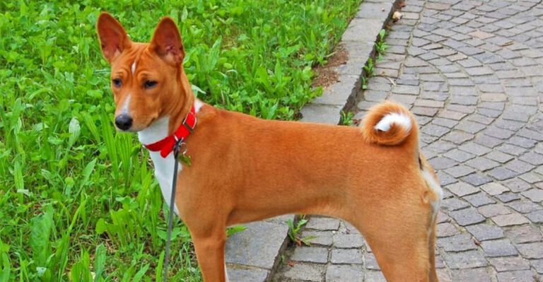 12 dog breeds that keep barking to a minimum while bringing maximum joy dog news