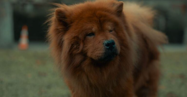 12 dog breeds that quietly watch before they react plus 3 incredibly aware breeds dog news