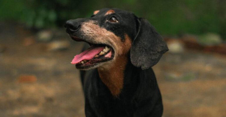 12 dog breeds that rarely choose to sleep far from their owners dog news