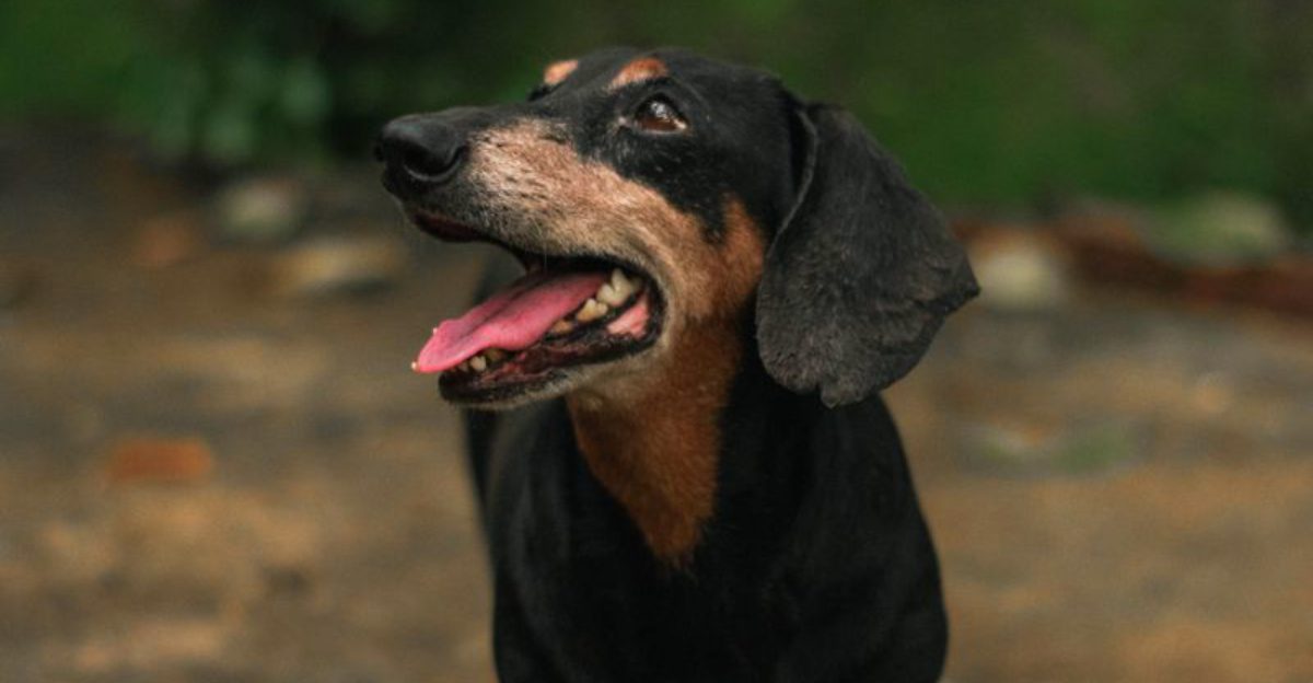 12 dog breeds that rarely choose to sleep far from their owners