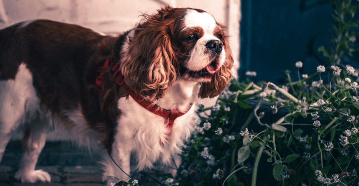 12 dog breeds that save their true personality for the people they trust – plus 3 loyal homebodies