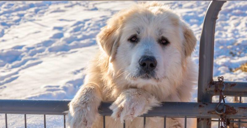 12 dog breeds that seem built for freezing temperatures plus 3 snow loving companions
