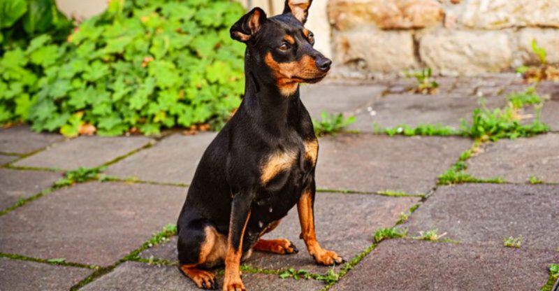 12 dogs famous for one person loyalty plus 3 inseparable companions