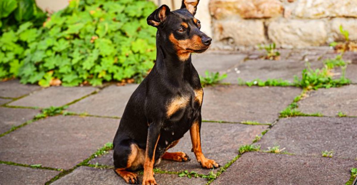 12 dogs famous for one person loyalty plus 3 inseparable companions