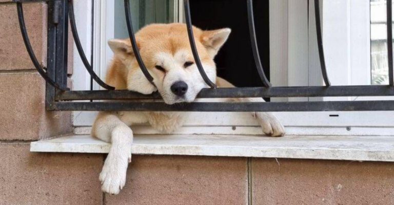 12 dogs that treat every homecoming like a celebration plus 3 loyal waiters dog news