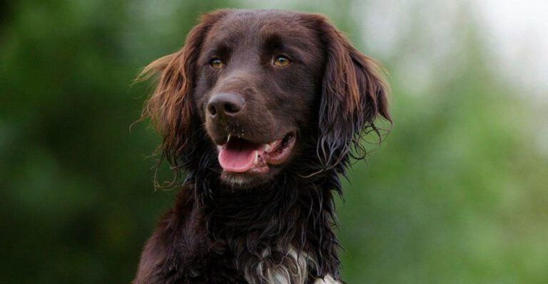 12 old school dog breeds making an unexpected return plus 3 vintage companions worth remembering dog news