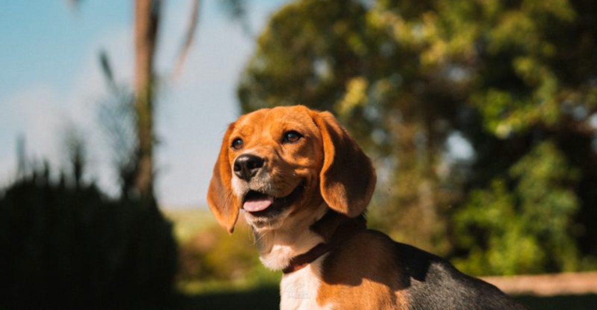 13 dog breeds that are kind with seniors without losing their playful spirit plus 3 affectionate companions