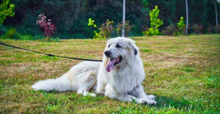 13 dog breeds that quietly respond when something feels wrong plus 3 incredibly observant companions dog news