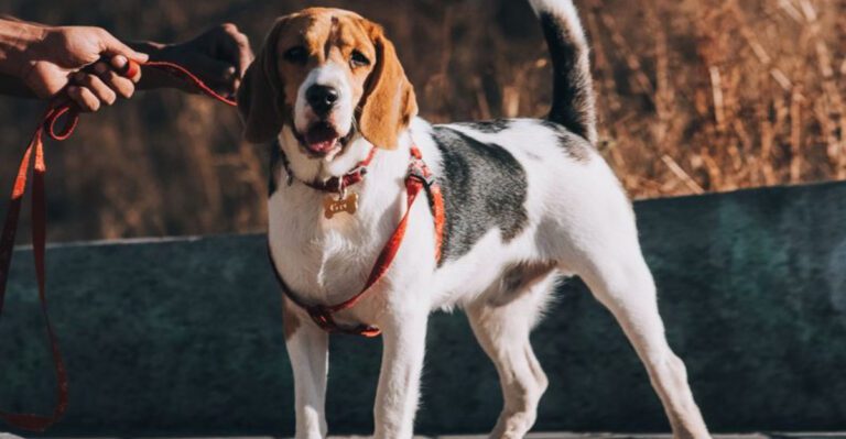 13 dog breeds that seem comfortable almost anywhere – plus 3 that embrace new adventures with ease dog news