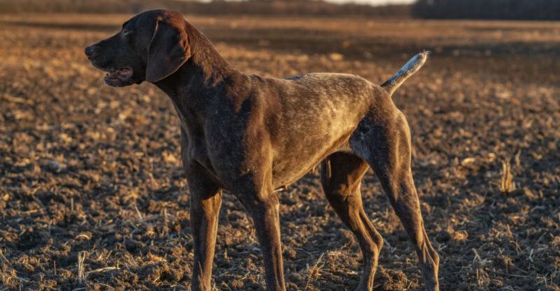 13 dog breeds whose curiosity never seems to fade – plus 3 that always enjoy a challenge