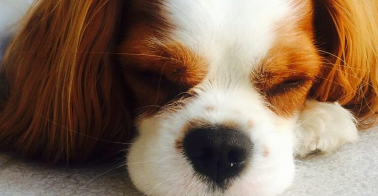14 dogs built for slow mornings and quiet evenings dog news