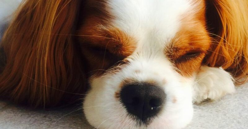 14 dogs built for slow mornings and quiet evenings