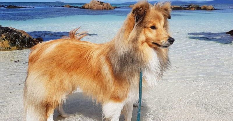 15 dog breeds that form unbreakable one person bonds until their trust is broken