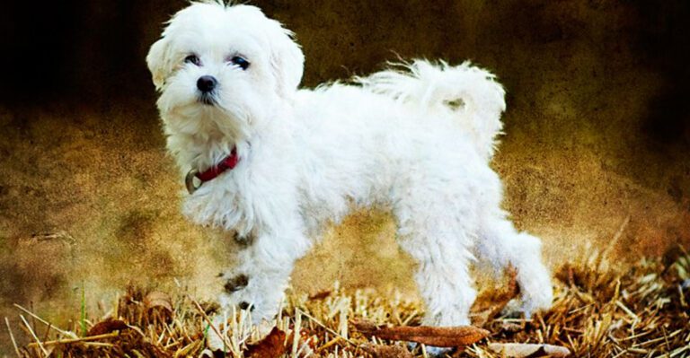 A gorgeous coat is only part of the story with these 14 remarkable dog breeds dog news