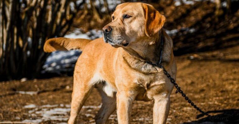Adventure outside. Relaxation inside. These 11 dog breeds do both exceptionally well dog news