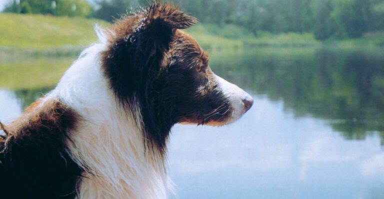 Americas greatest canine success stories start with these 12 remarkable dog breeds dog news