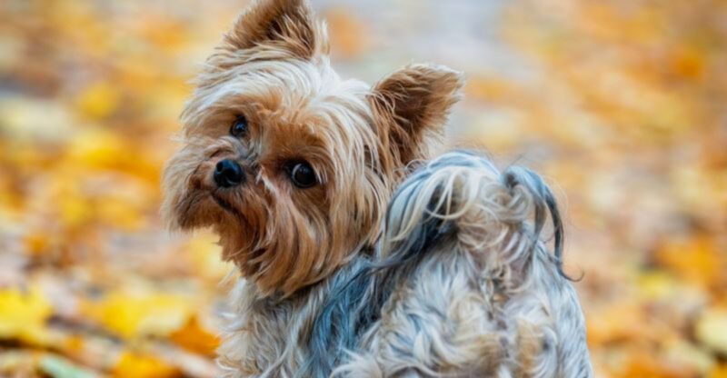 Bad hair days dont seem to exist for these 14 incredibly polished dog breeds