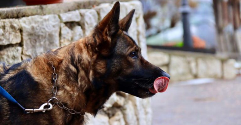 Before walking away from these 12 dog breeds make sure you know the whole story dog news