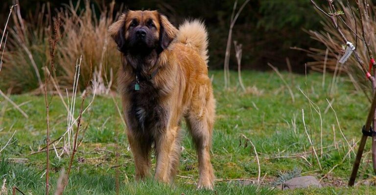Big dogs even bigger hearts – These 12 breeds prove it plus 3 lovable giants dog news