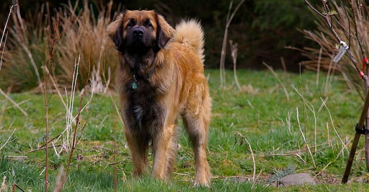 Big dogs even bigger hearts – These 12 breeds prove it plus 3 lovable giants