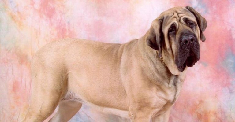 Big dogs small problems These 13 gentle giants completely break the stereotype dog news