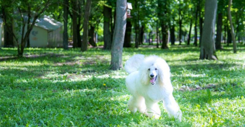 Blink and youll miss it but these 11 dog breeds probably noticed it already