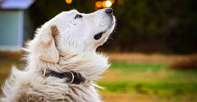 Calm by nature protective by instinct These 12 dog breeds offer the best of both worlds