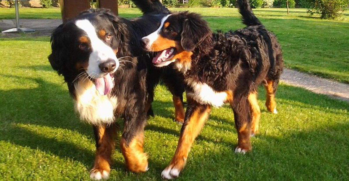 Calm in the living room. Full speed at the dog park. These 12 dog breeds know the difference