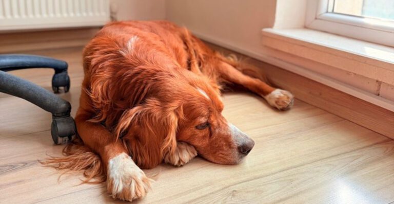 Calmer dogs usually arent born that way These 10 habits help them get there Plus 3 habits experienced owners rarely skip dog news