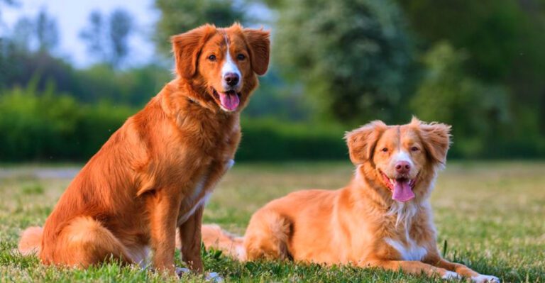 Cant decide on a Labrador These 11 dog breeds may surprise you dog news