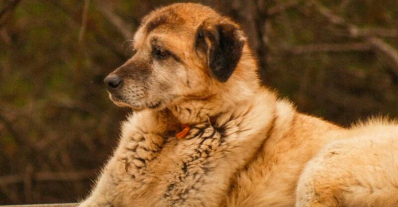 Centuries later these 10 dog breeds still carry the instincts they were born with